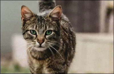 Si tu as un chat, de quelle couleur est-il (1) ?