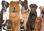 Quiz Sais-tu reconnatre les races de chiens ?