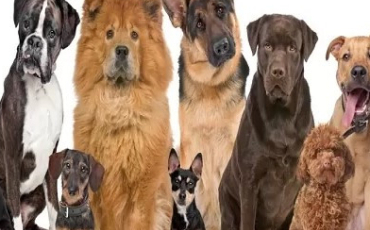 Quiz Races de chiens