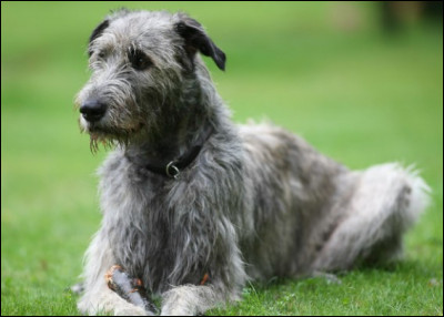 Comment dit-on cette race de chien ?