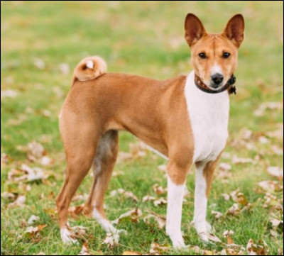 Quel est le nom de cette race ?