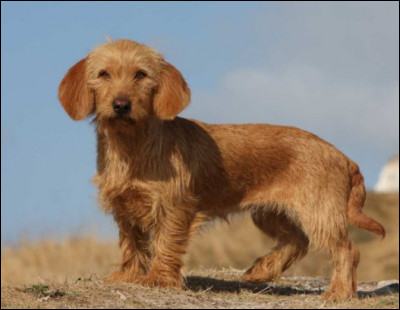 Quel basset est-ce ?