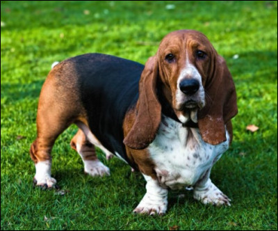 Et quel est ce Basset ?