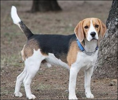 Quelle est cette race de chien ?