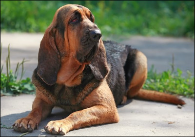 Quel est le nom cette race de chien ?