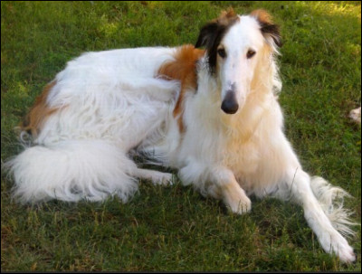 Trouves le nom de cette race de chien :