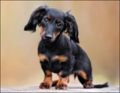 Race très connu pour un petit chien nommé...