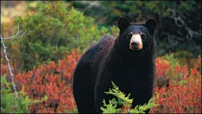 Ton aliment préféré serait