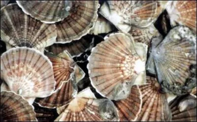 Coquilles Saint-Jacques de la baie...