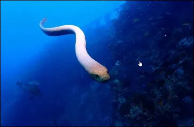 Par quelle créature Octavia est-elle mordue au début ?