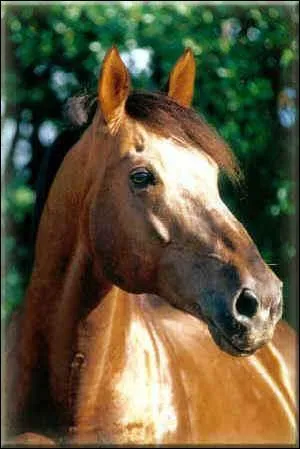 Quelle est la race de ce cheval ?
