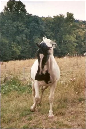 Les chevaux camarguais sont des chevaux qui servent  quoi a votre avis ?