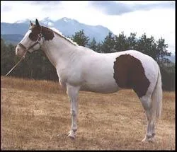 Quelle est cette race de cheval ?