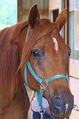 Quiz Chevaux