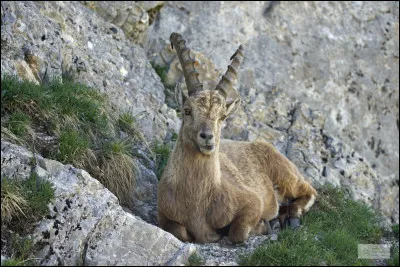 Sorte de grande chèvre sauvage des Alpes :