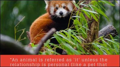 Quel animal préfères-tu ?