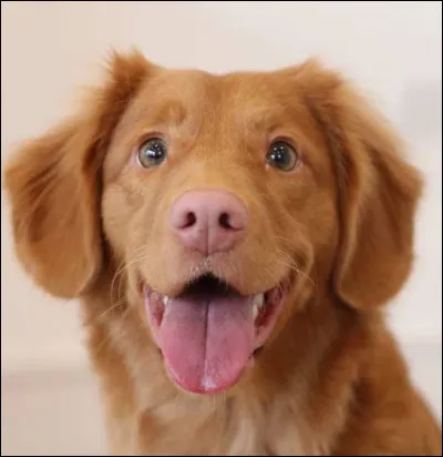 Il y a 333 races de chiens.