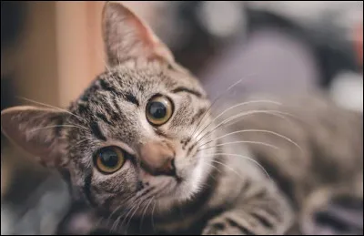 Le chat est un équidé.