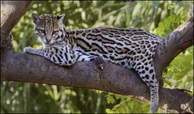 L'ocelot est d'origine mexicaine.