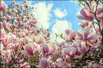 Qui chante "Magnolias For Ever" en 1977 ?