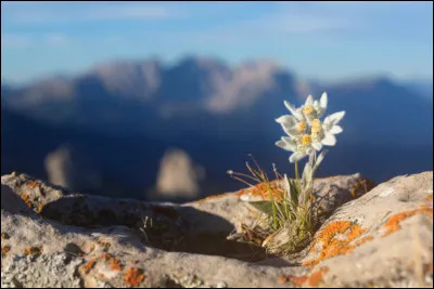 Quel est le genre grammatical de la fleur appel&eacute;e "edelweiss" ?