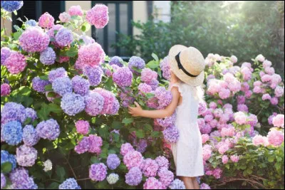 Quel arbuste donne des fleurs bleues quand il pousse dans un sol acide et des fleurs roses dans un sol basique ?