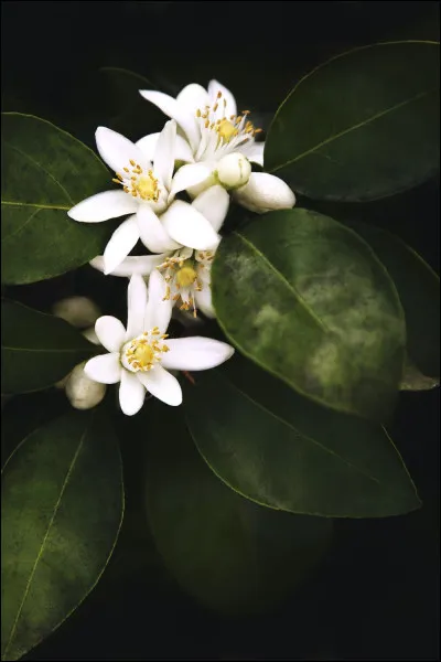 Quel est le nom de l'huile essentielle extraite de la fleur d'oranger, et utilis&eacute;e en parfumerie ?