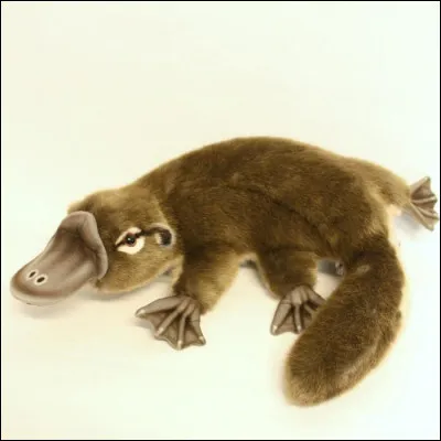 Cest un drôle danimal, cest l...