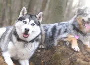Quiz Sais-tu reconnatre les races de chiens ? (2)