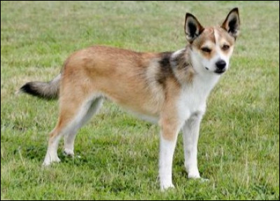 Trouve le nom de cette dernière race :