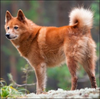Quel type de spitz est ce chien ?