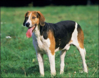 Comment nomme-t-on cette race de chien ?