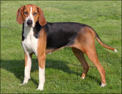 Même question, comment nomme-t-on cette race ?