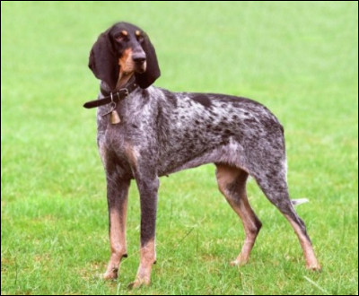 Quelle est cette race ?