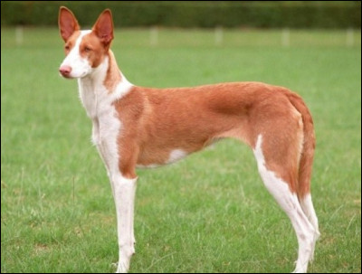 Quelle est cette race ?