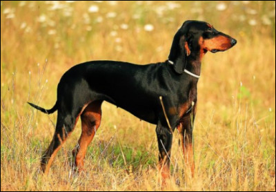 Même question, quelle est cette race ?