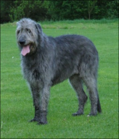 Quel est le nom de cette race ?