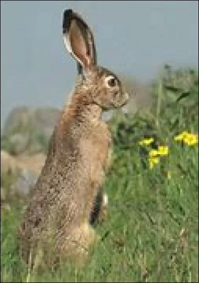 Quelle est la femelle du lièvre ?
