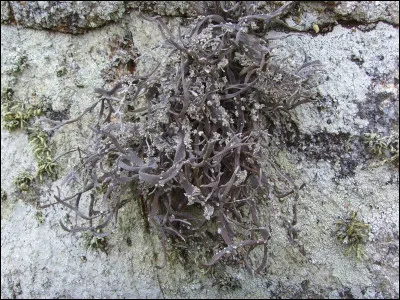 Un gros bout de nougat, c'est l'...