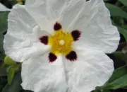 Quiz Fleurs en 'C'