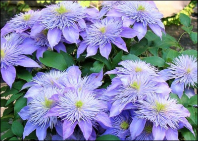 Et cette fleur, un/une...