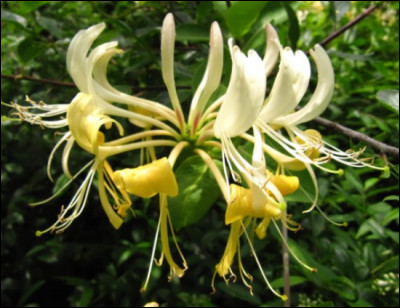 Cette fleur peut aider à guérir dans beaucoup de cas :