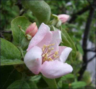 Cette fleur est la fleur d'un fruit. De quel fruit s'agit-il ?
