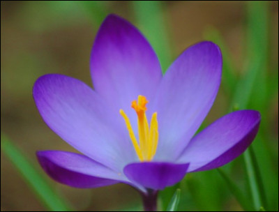 C'est une jolie fleur violette qui pousse le printemps.
Cette fleur porte le nom de...