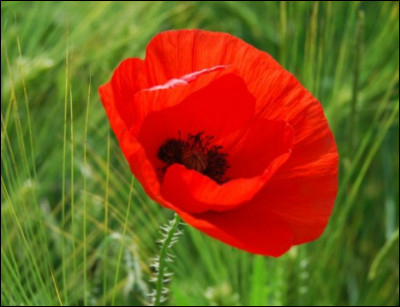 Cette fleur peut mesurer jusqu'à 2 mètres !
Mais quel est son nom ?