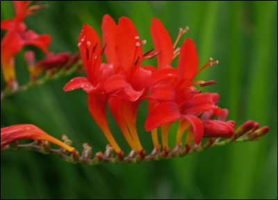 Quel est le nom de cette fleur qui vient d'Afrique ?