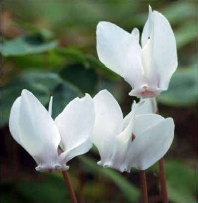 Cette fleur peut être blanche et rouge ou même rose et violette !
Quel est son nom ?