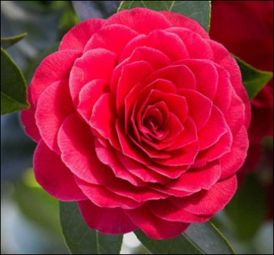 Cette fleur très originale la plupart du temps rouge/rose s'appelle :