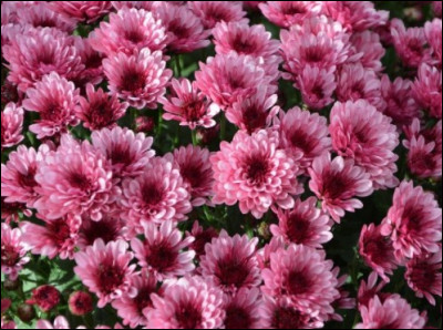 Petit indice : le nom de cette fleur signifie "Fleur d'or" en grec ! C'est donc le/la..