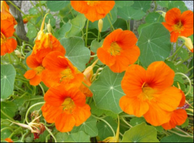 Et puis elle ? C'est une fleur comestible et très jolie, le/la :